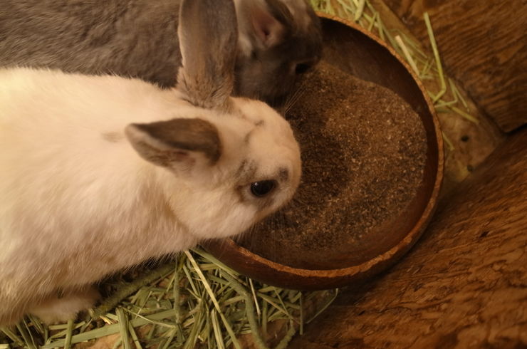 MIXうさぎ　大特価セール
