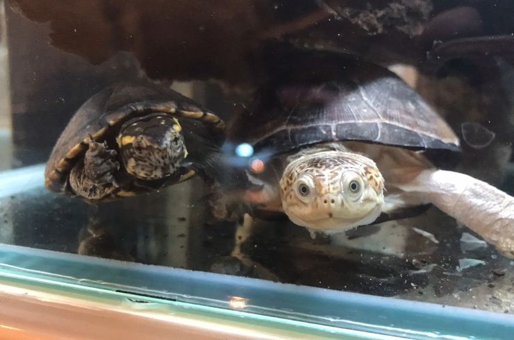 クリイロハコヨコクビガメ　特価