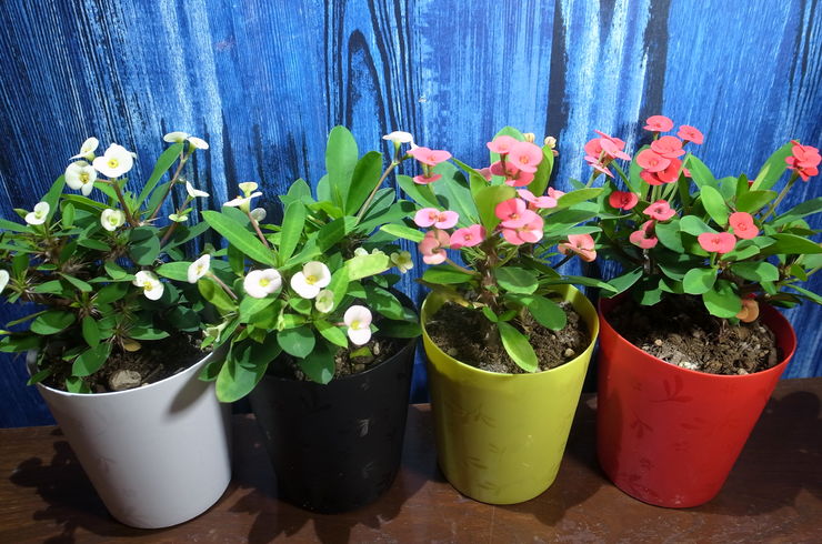 花キリン