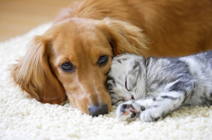 様々な動物