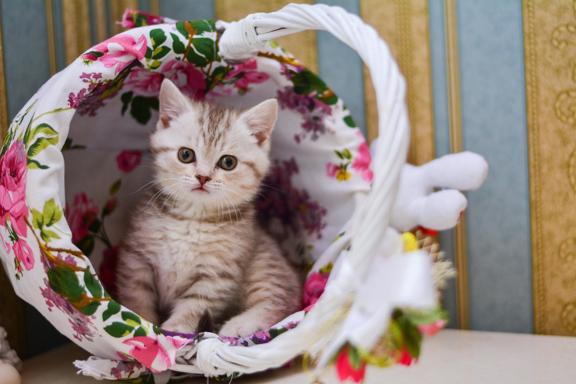 かわいい猫