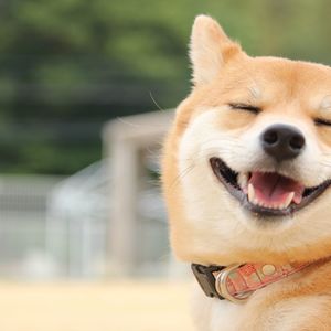 ペットホテル・GREENSTYLEはアニコムペット保険の代理店です