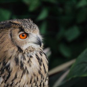 杉並区のペットショップ・GREENSTYLEは鳥とも触れ合えます