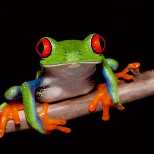 杉並区のペットショップ・GREENSTYLEでは爬虫類も人気です