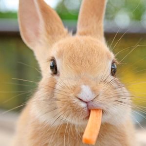 ペットショップ・GREENSTYLEでは可愛いうさぎと触れ合えます