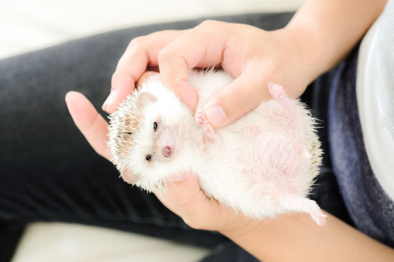 サンプル