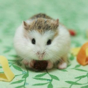 GREENSTYLEではハムスターもご用意しております！