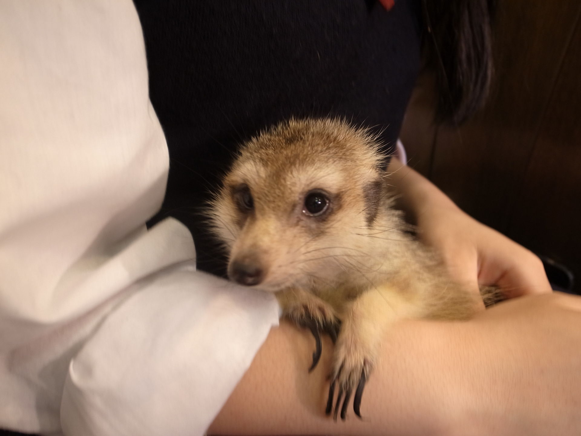 印刷 千歳 ペットショップ 小動物 千歳 ペットショップ 小動物 Jozirasuto3vqv