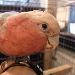 春が近いですね🌸　お迎え情報♪