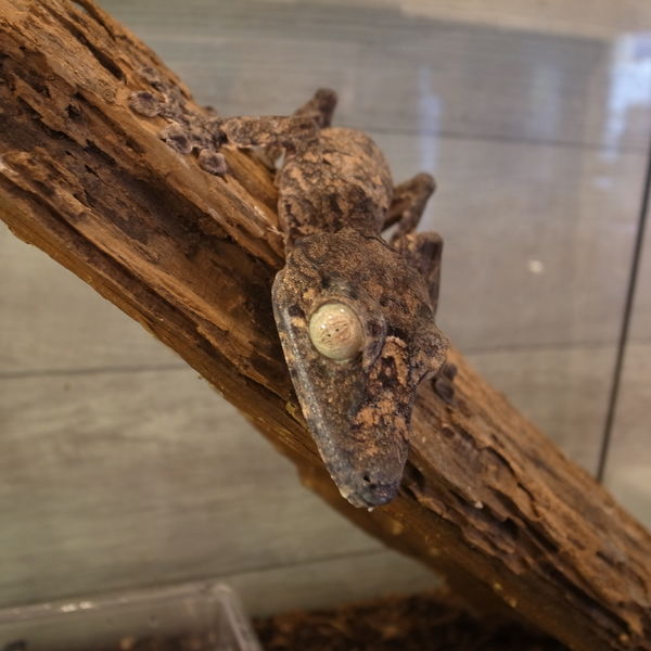 デカデカヤモリとふれあおう！