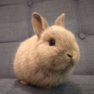 ペットショップGREENSTYLEで子ウサギのふれあい出来るようになりました！