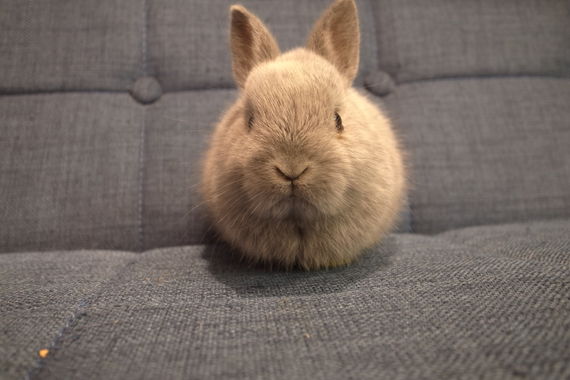 サンプル