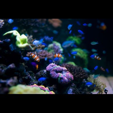ペットショップGREENSTYLEではアクアリウムのメンテナンスもしています！