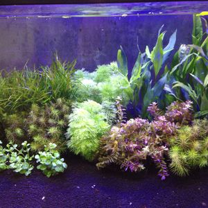 ペットショップGREENSTYLEでは水草も販売しています！