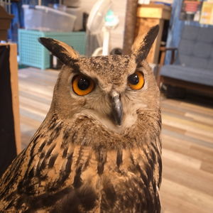 ミミズクとふれあえます！
