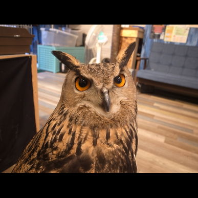 ミミズクとふれあえます！