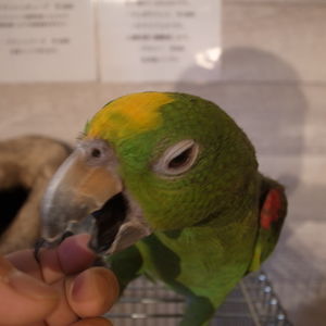 ボウシインコ来ました♪