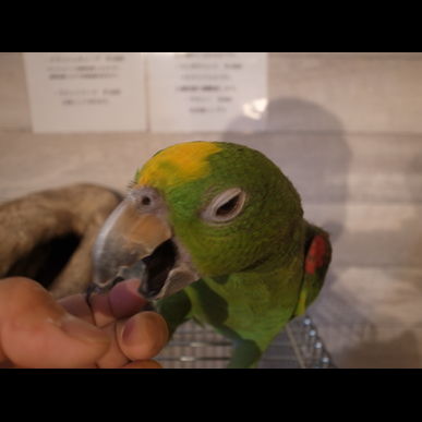ボウシインコ来ました♪