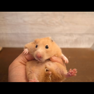 GREENSTYLE協力YouTuberご紹介♪