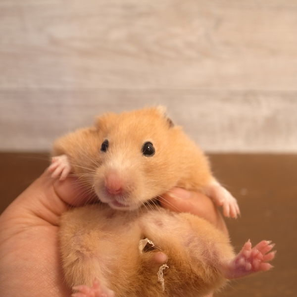 GREENSTYLE協力YouTuberご紹介♪