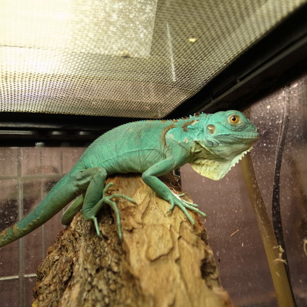 GREENSTYLEではイグアナも取り扱ってます！