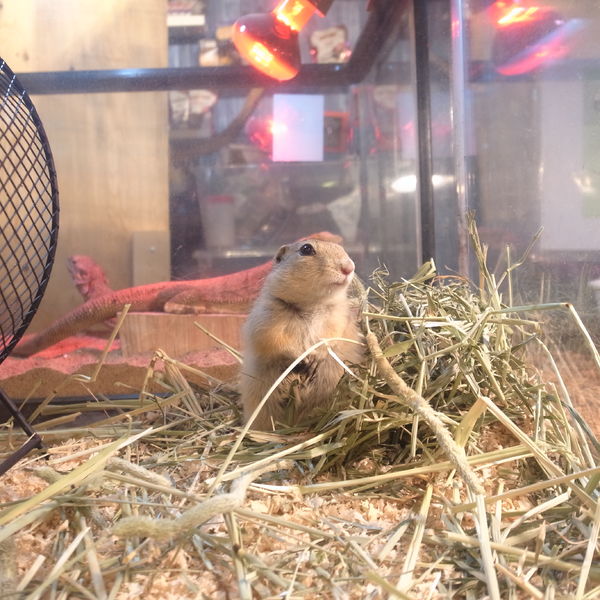 GREENSTYLEでは可愛いリチャードソンジリスもいます！