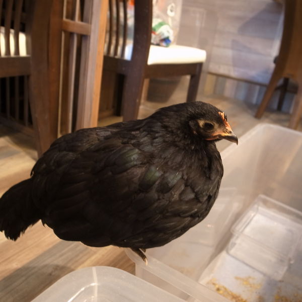 チャボもいますよー！