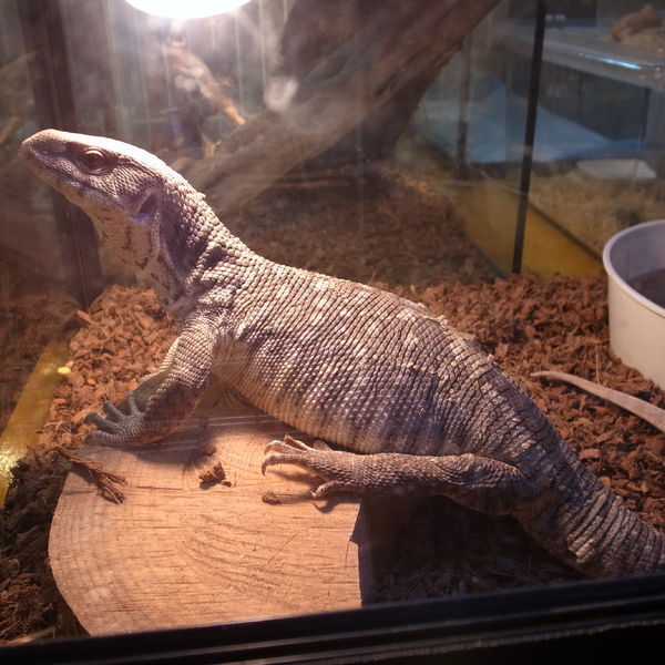 GREENSTYLEでオオトカゲとふれあおう！