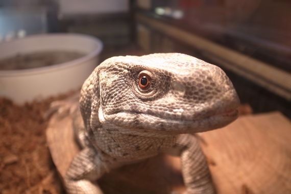 サンプル