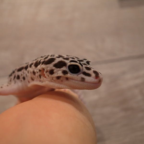 GREENSTYLEではヒョウモントカゲモドキもいます！