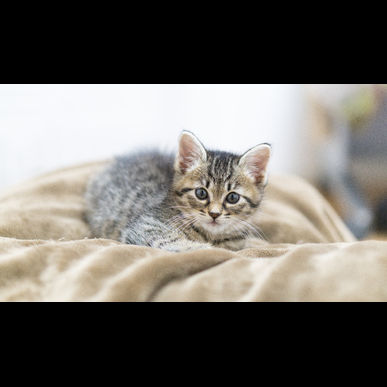 回数券サービス開始！！！！