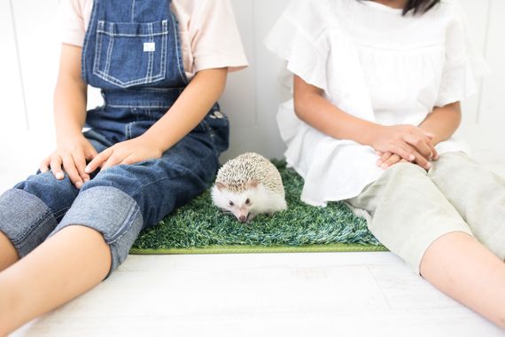 サンプル