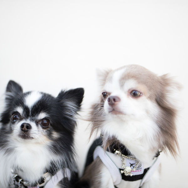 ペットホテルクーポン券♪