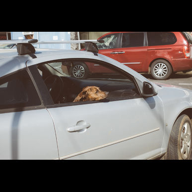 GREENSTYLEでは世田谷区にもペットホテル送迎しております。