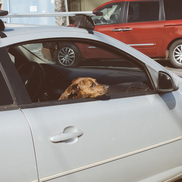 GREENSTYLEでは世田谷区にもペットホテル送迎しております。