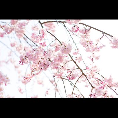 GREENSTYLEでは千代田区にも送迎致します！