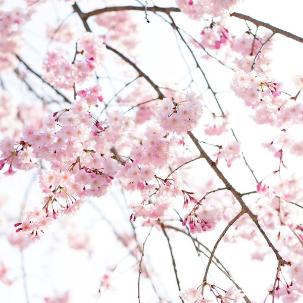 GREENSTYLEでは千代田区にも送迎致します！