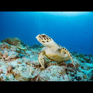 GREENSTYLEは港区にもペット送迎致します！