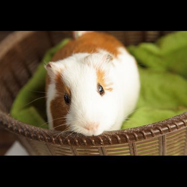 レンタルペットできます♪