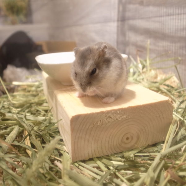 GREENSTYLEはハムスターもレンタルできます♪