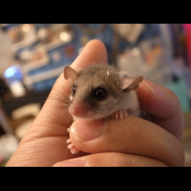 アフリカヤマネもレンタルできます♪