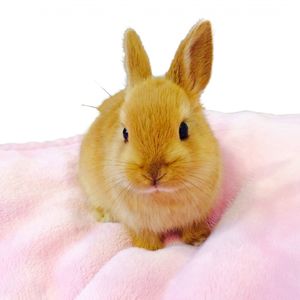 ウサギをレンタルしてみませんか？
