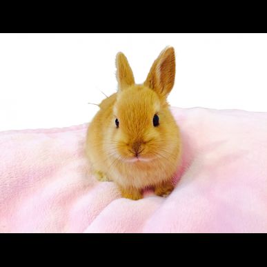 ウサギをレンタルしてみませんか？