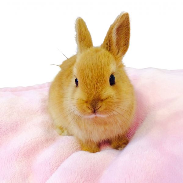 ウサギをレンタルしてみませんか？