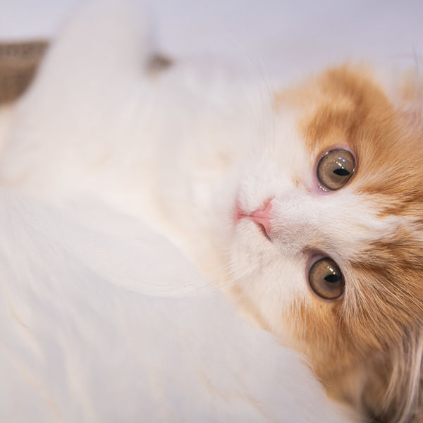 猫ちゃんもレンタルできます♪