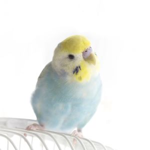 GREENSTYLEはセキセイインコのレンタルもしています♪