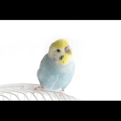 GREENSTYLEはセキセイインコのレンタルもしています♪