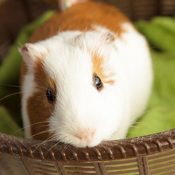 飼育しきれなくなったペットご相談下さい♪