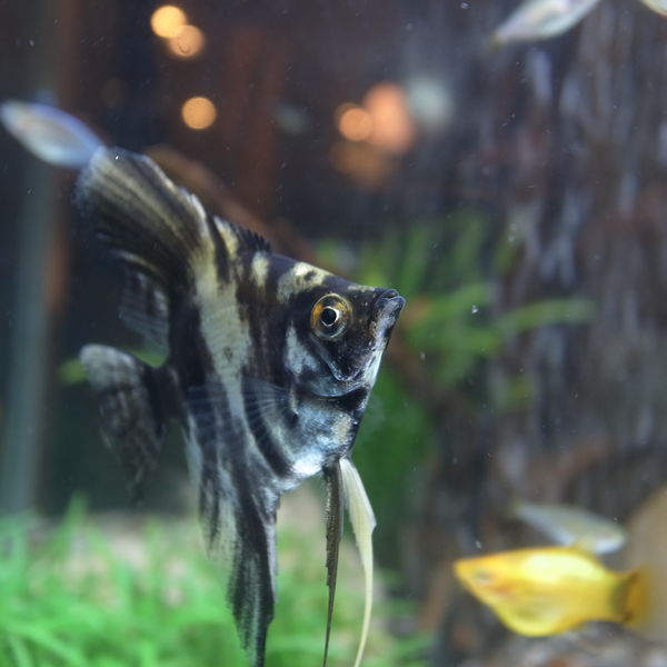 熱帯魚入荷しました！