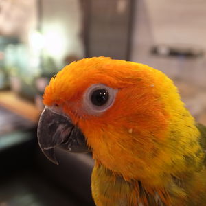 GREENSTYLEはコガネメキシコインコもレンタルできます♪